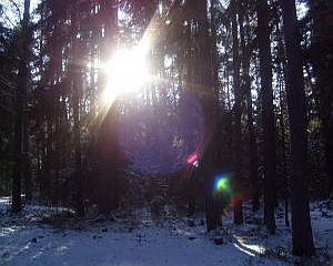 1.) Waldaufnahme mit Lichtspiegelung von Christine Blank